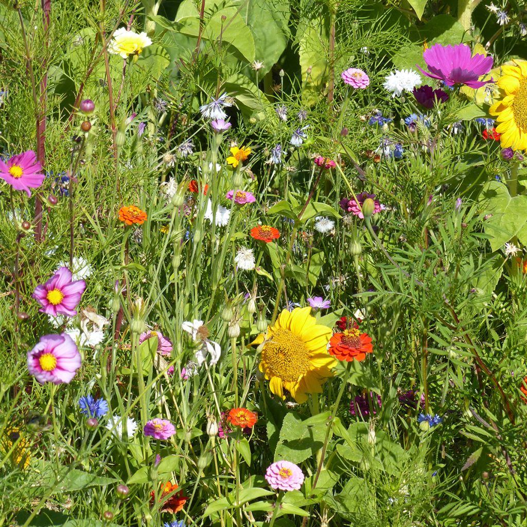 Blumenbrache für Bienen und Bestäuber - Ursprung Frankreich