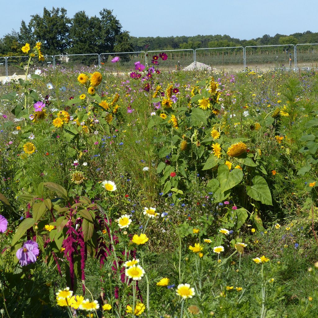 Blumenbrache für Bienen und Bestäuber - Ursprung Frankreich