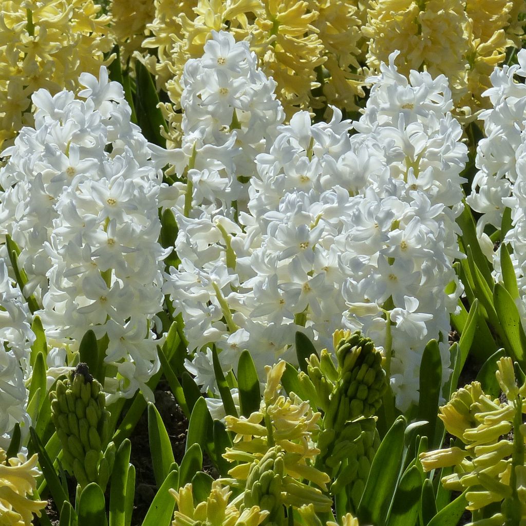 Jacinthe Aiolos préparée pour le forçage - Hyacinthus (x) orientalis