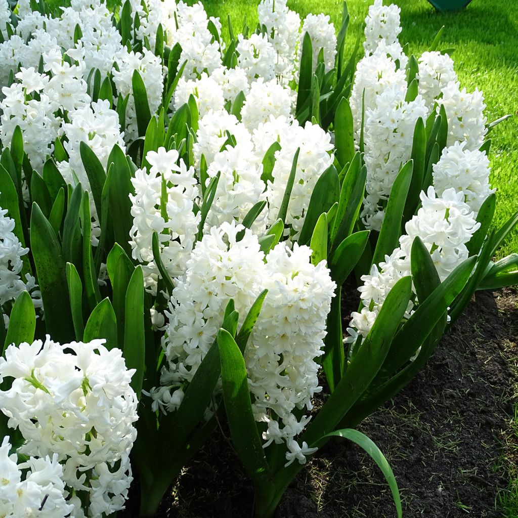 Jacinthe Aiolos blanche préparée pour le forçage