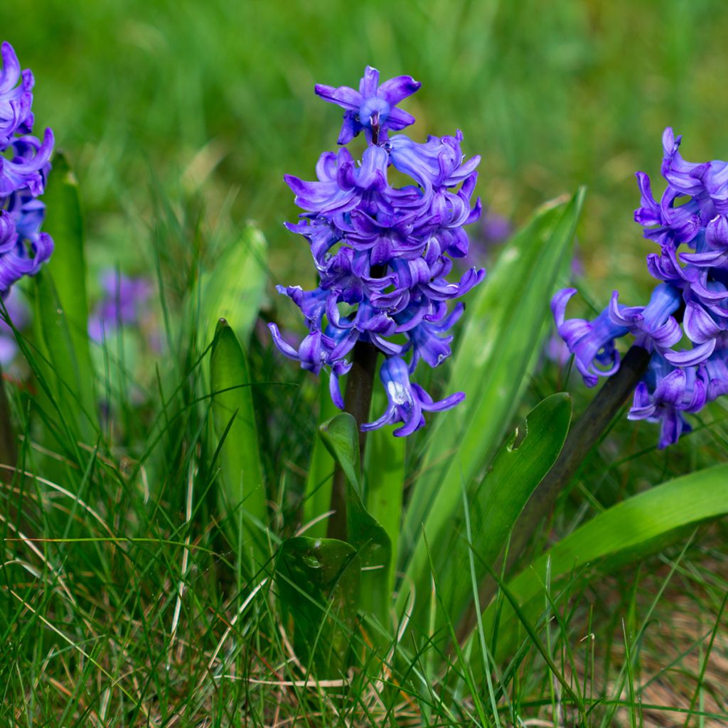 Hyazinthe Blue Pearl - Zwiebel zum Treiben vorbereitet