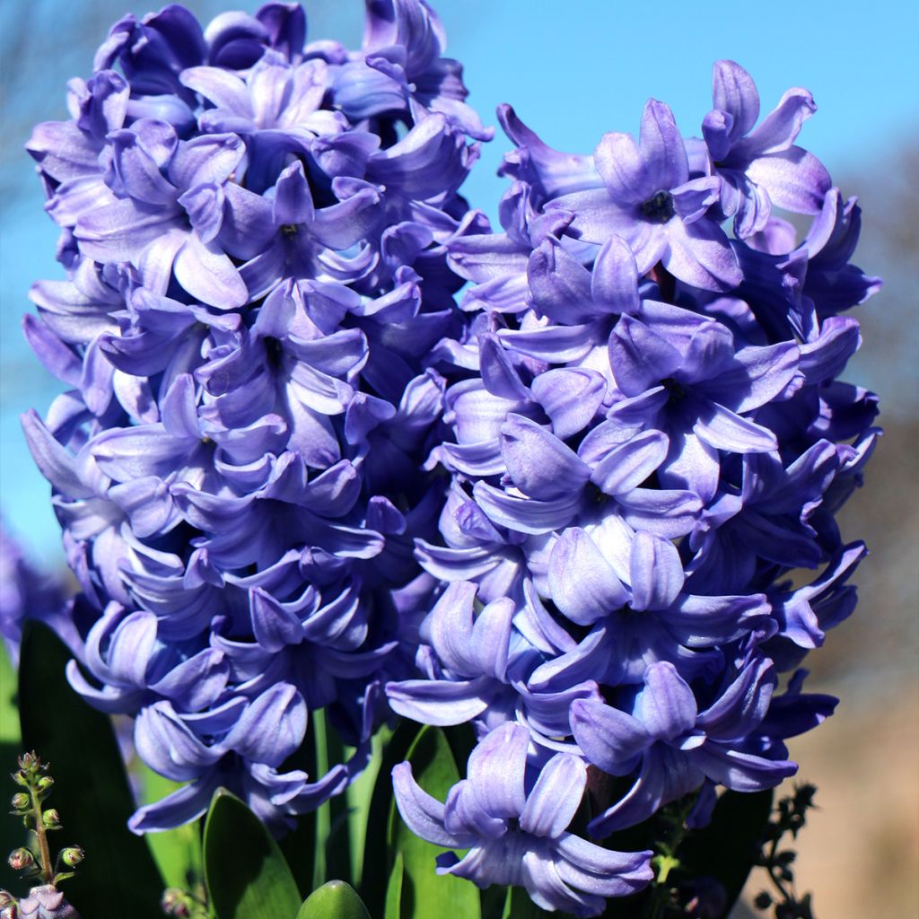 Jacinthe Delft Blue