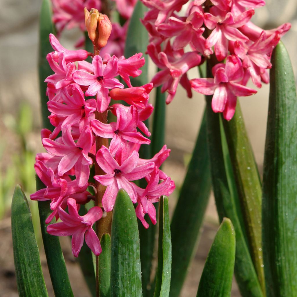 Jacinthe Pink Pearl