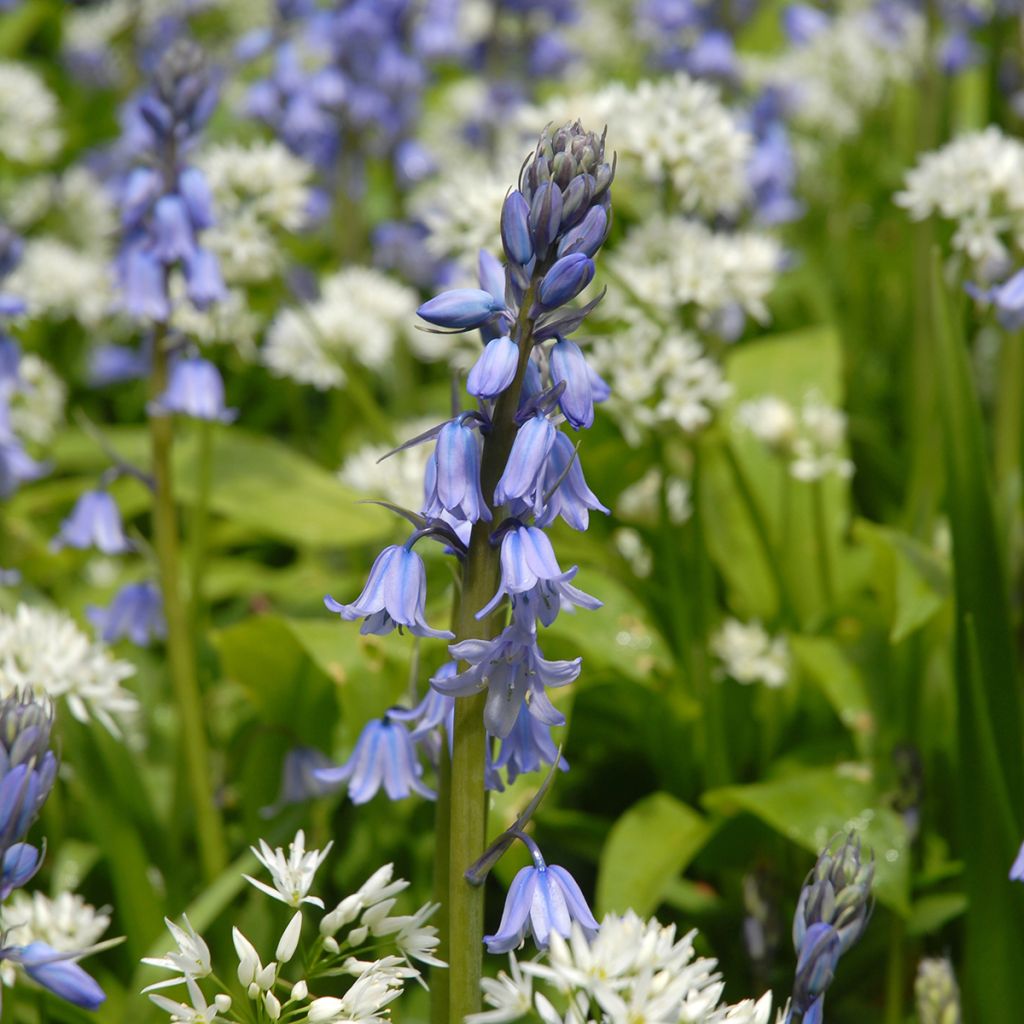 Hyacinthoides hispanica - Spanische Hasenglöckchen