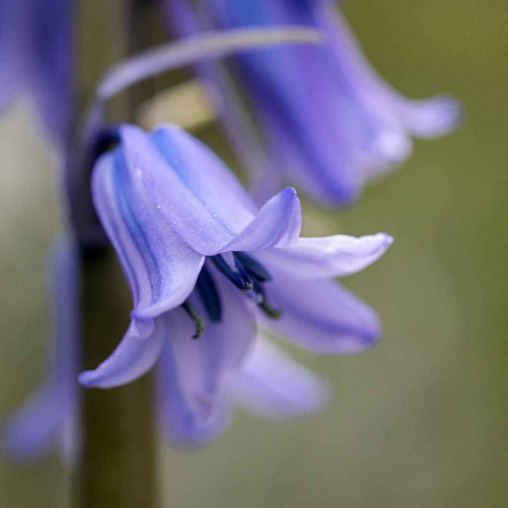 Hyacinthoides hispanica - Spanische Hasenglöckchen