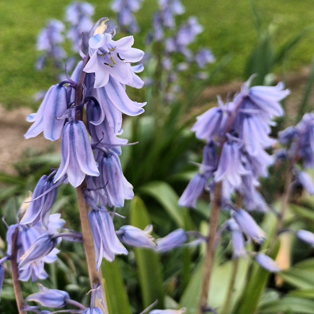 Hyacinthoides hispanica - Spanische Hasenglöckchen