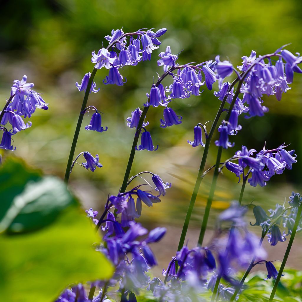 Hyacinthoides hispanica - Spanische Hasenglöckchen