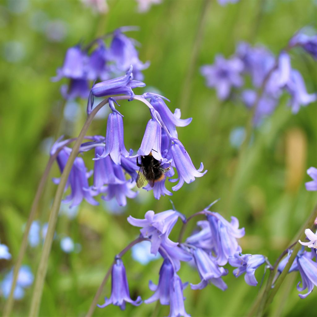 Hyacinthoides hispanica - Spanische Hasenglöckchen