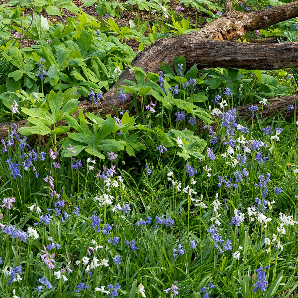 Hyacinthoides hispanica - Spanische Hasenglöckchen