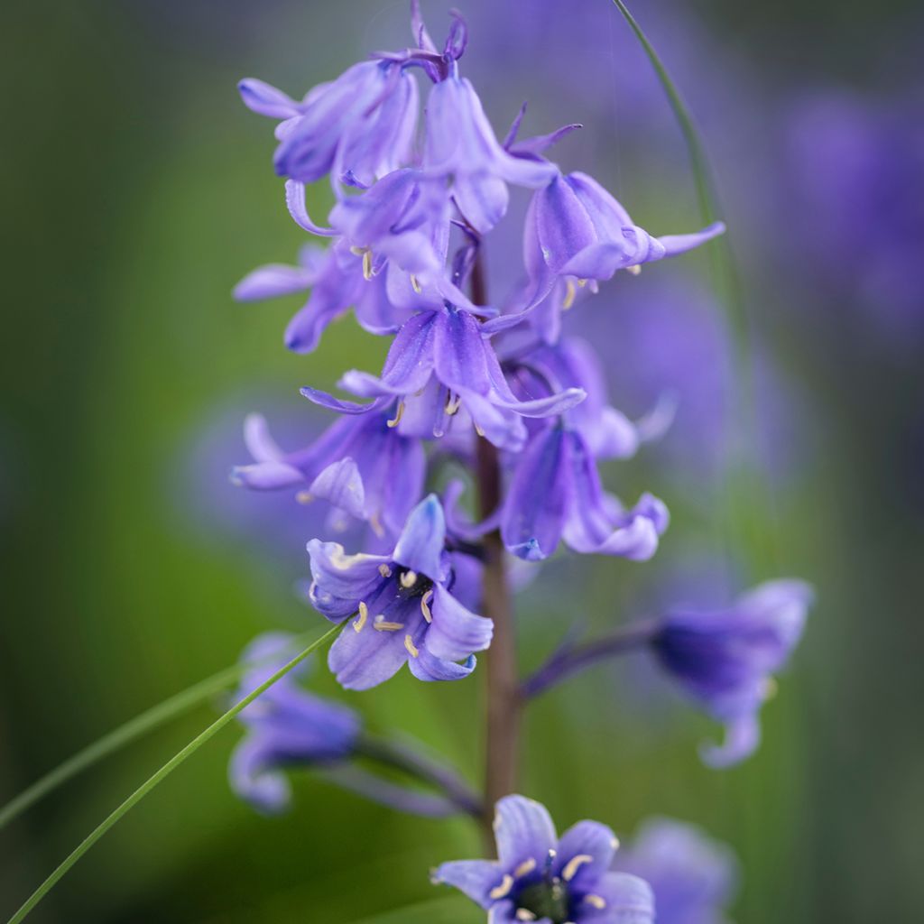 Hyacinthoides hispanica - Spanische Hasenglöckchen