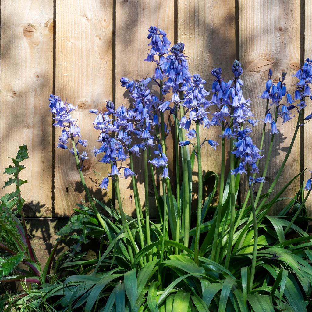 Hyacinthoides hispanica - Spanische Hasenglöckchen