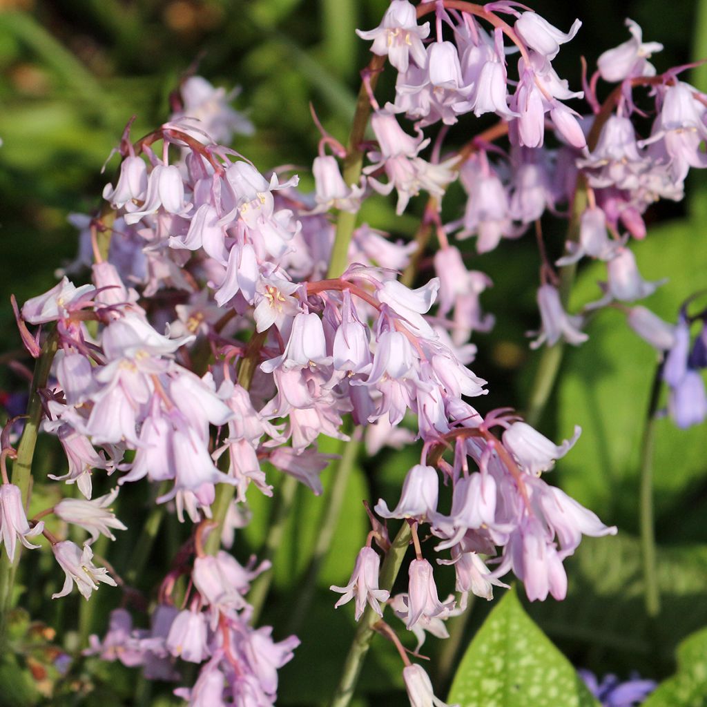 Hyacinthoides hispanica Rose Queen - Spanische Hasenglöckchen