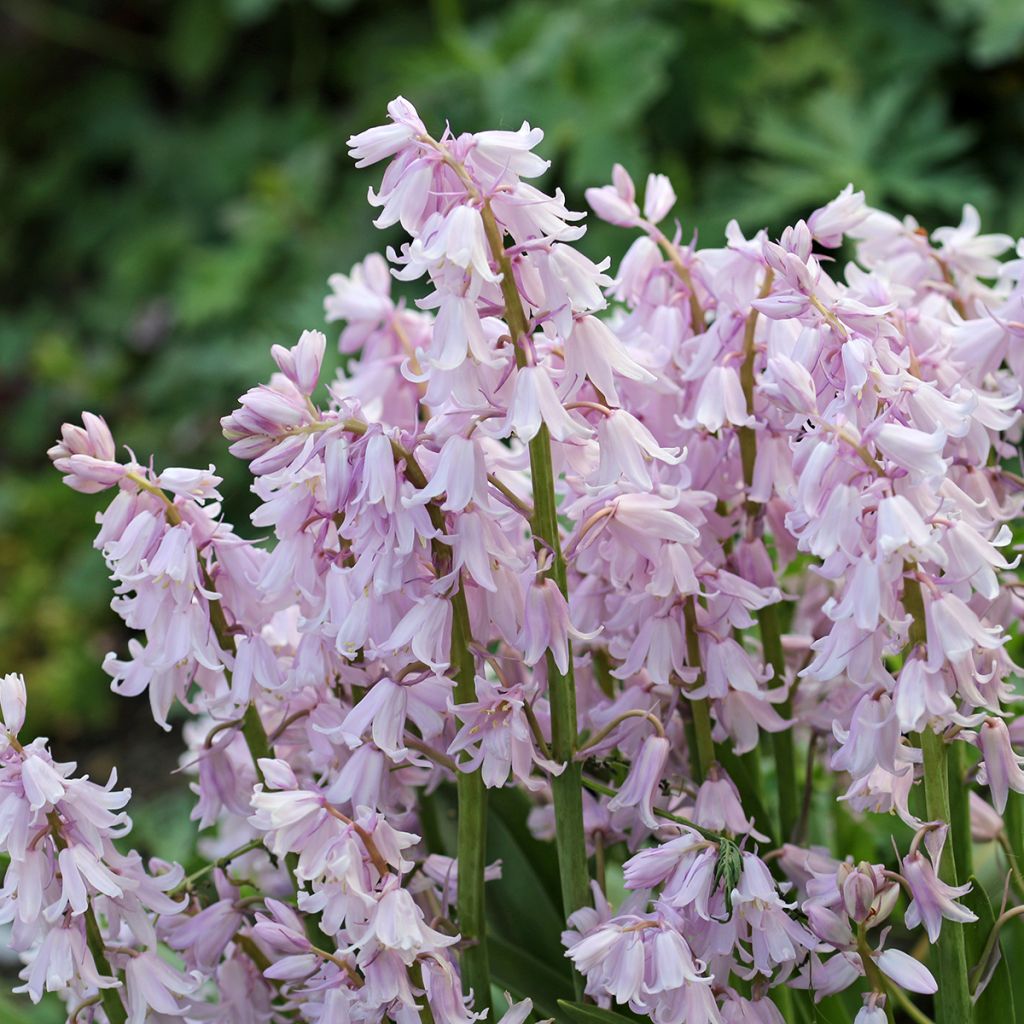 Hyacinthoides hispanica Rose Queen - Spanische Hasenglöckchen