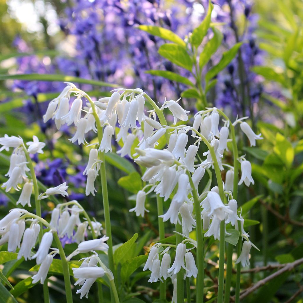 Jacinthe d'Espagne blanche - Hyacinthoides hispanica Alba 