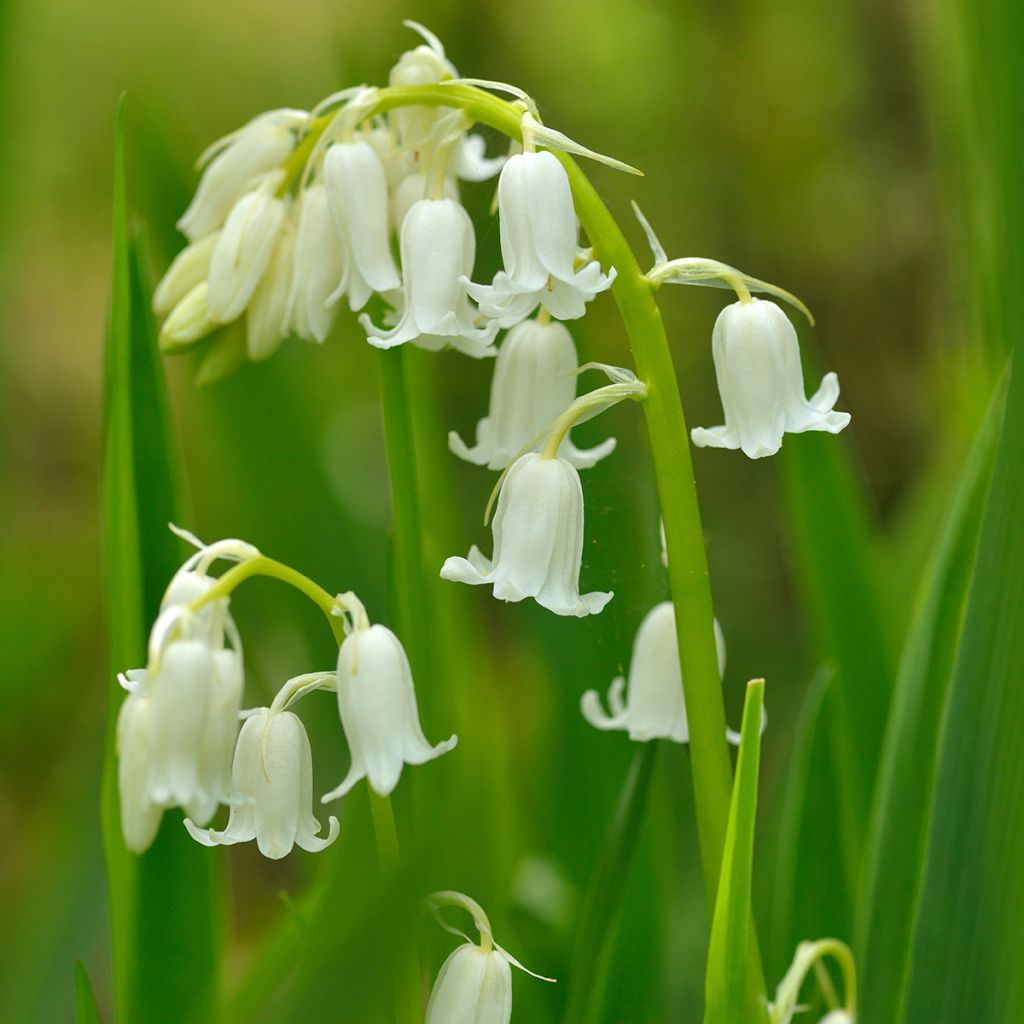 Hyacinthoides hispanica Alba - Spanische Hasenglöckchen