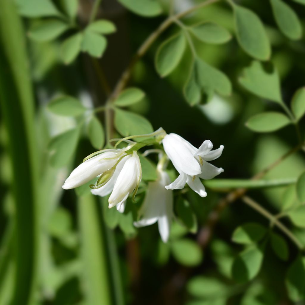 Hyacinthoides hispanica Alba - Spanische Hasenglöckchen