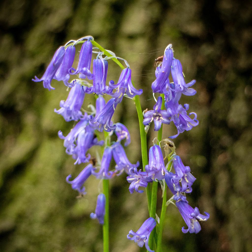 Hyacinthoides non-scripta - Atlantische Hasenglöckchen