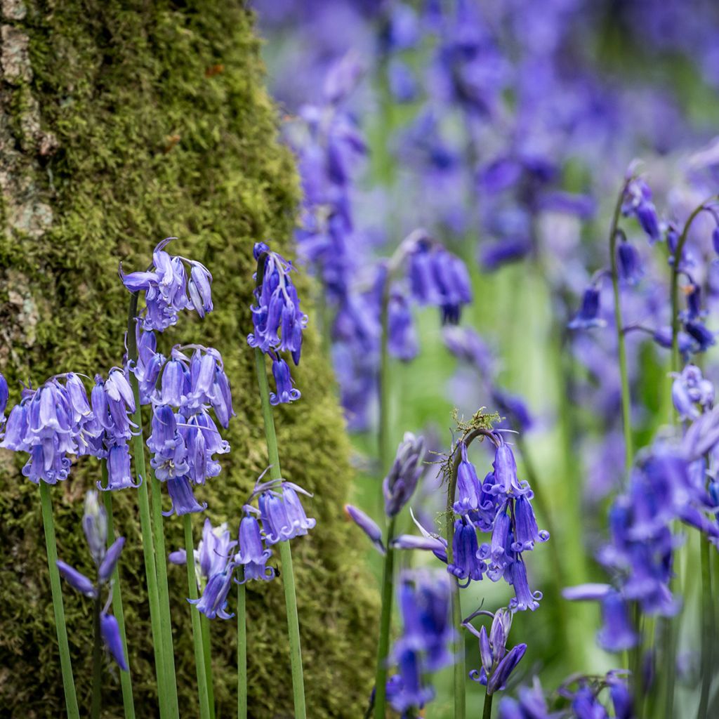 Hyacinthoides non-scripta - Atlantische Hasenglöckchen