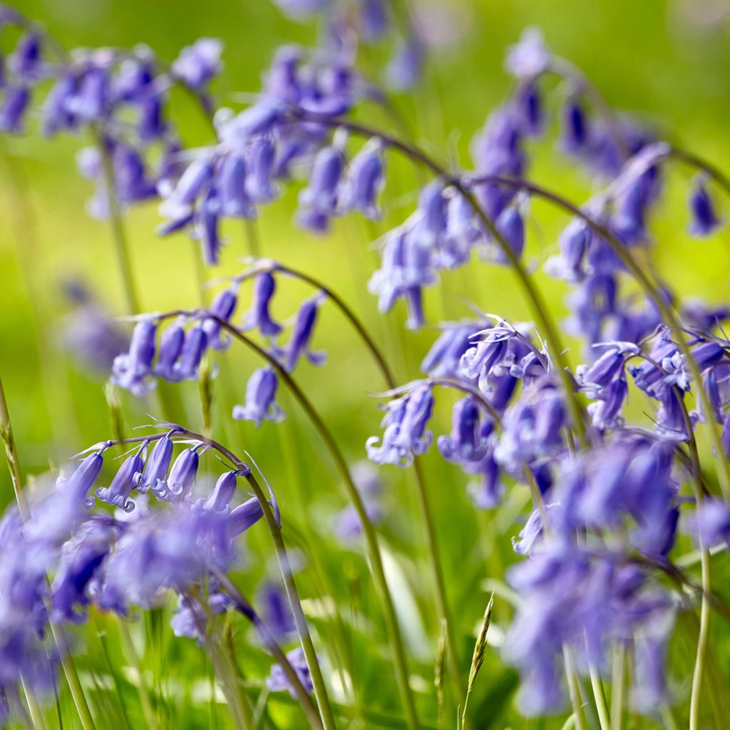 Hyacinthoides non-scripta - Atlantische Hasenglöckchen