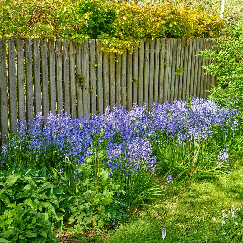 Hyacinthoides non-scripta - Atlantische Hasenglöckchen