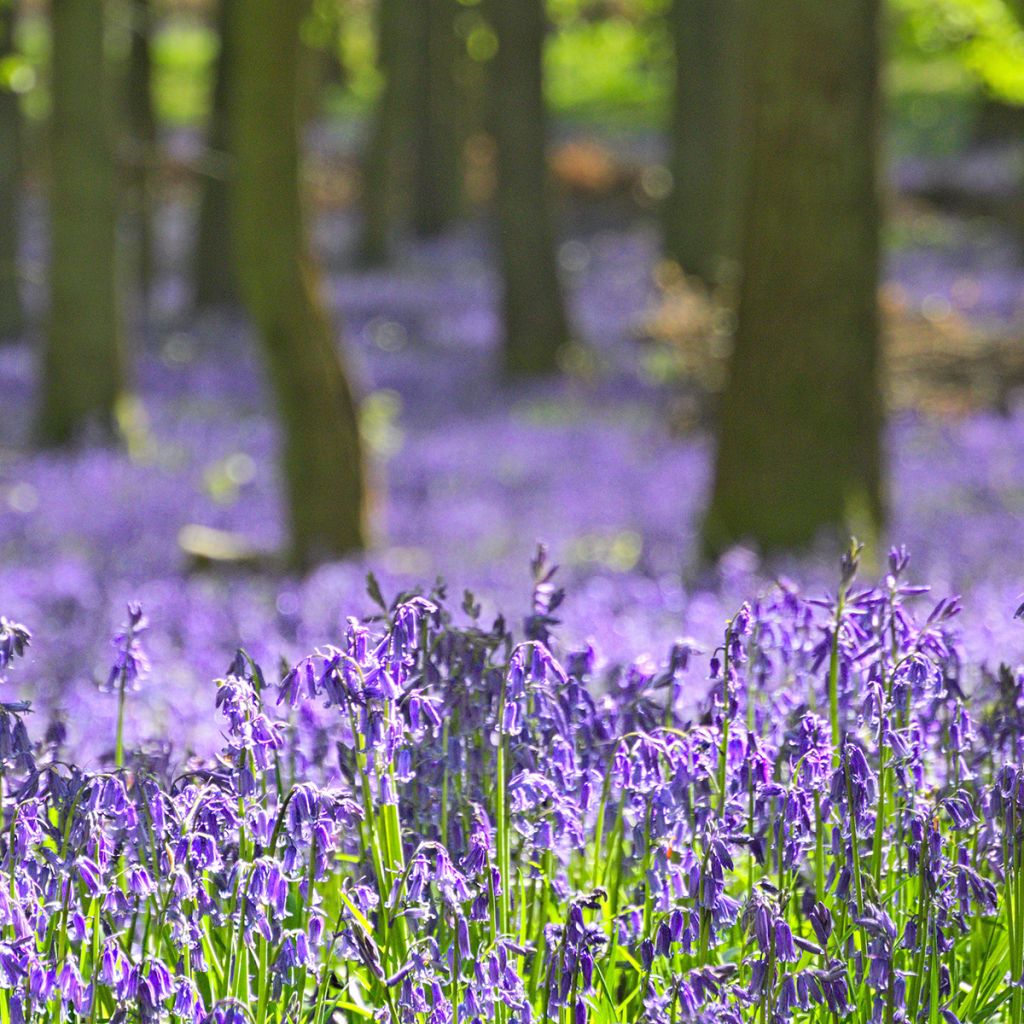 Hyacinthoides non-scripta - Atlantische Hasenglöckchen