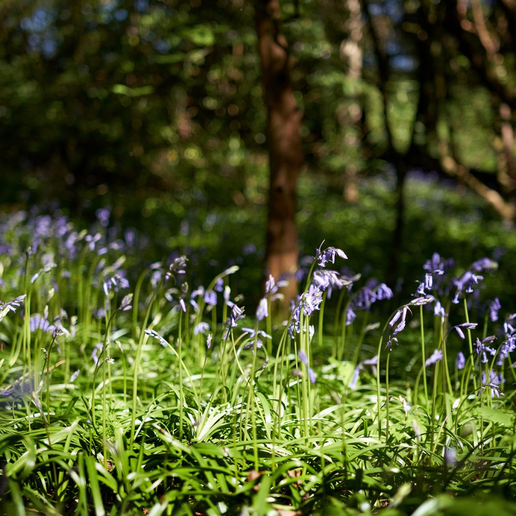 Hyacinthoides non-scripta - Atlantische Hasenglöckchen