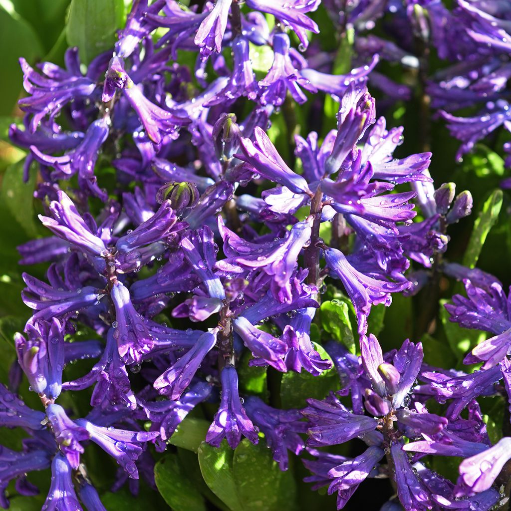 Jacinthe multiflore Bleue