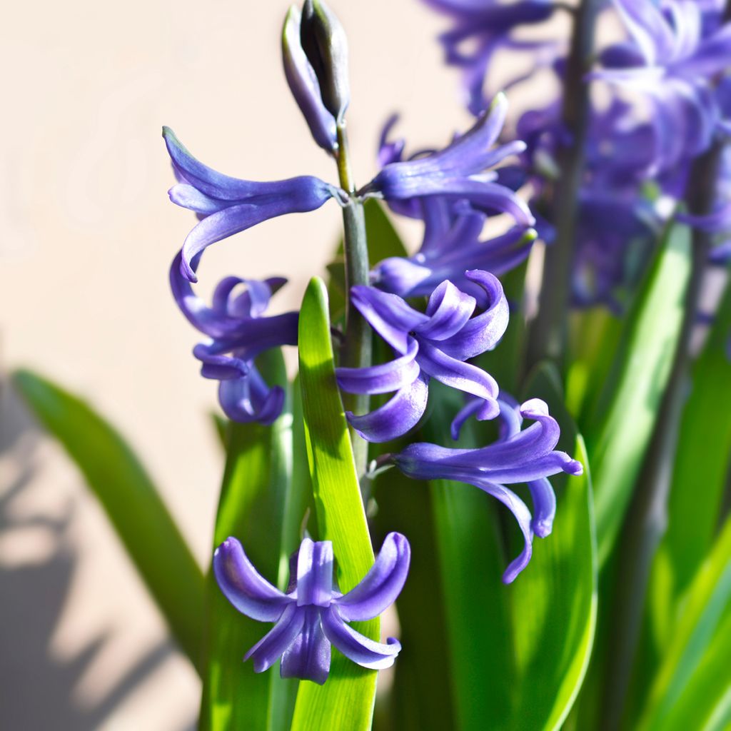 Jacinthe multiflore Bleue