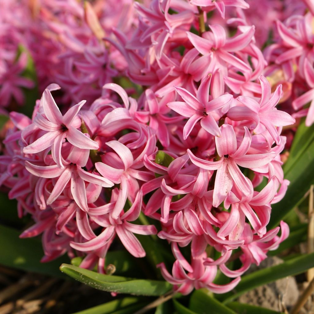 Hyazinthe Multiflora Red