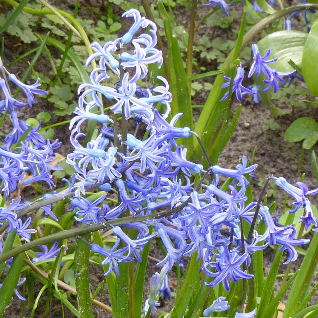 Hyazinthe Multiflora Blue