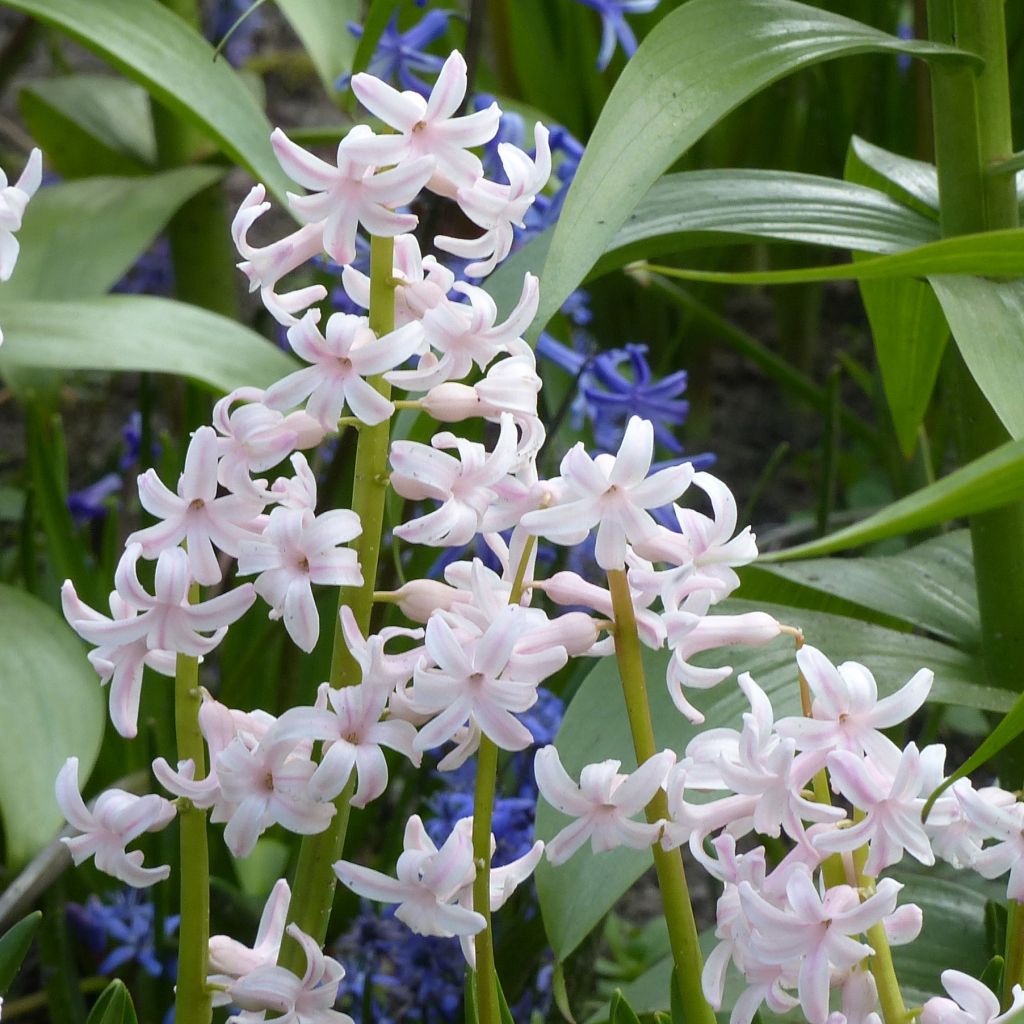 Hyazinthe Multiflora Pink