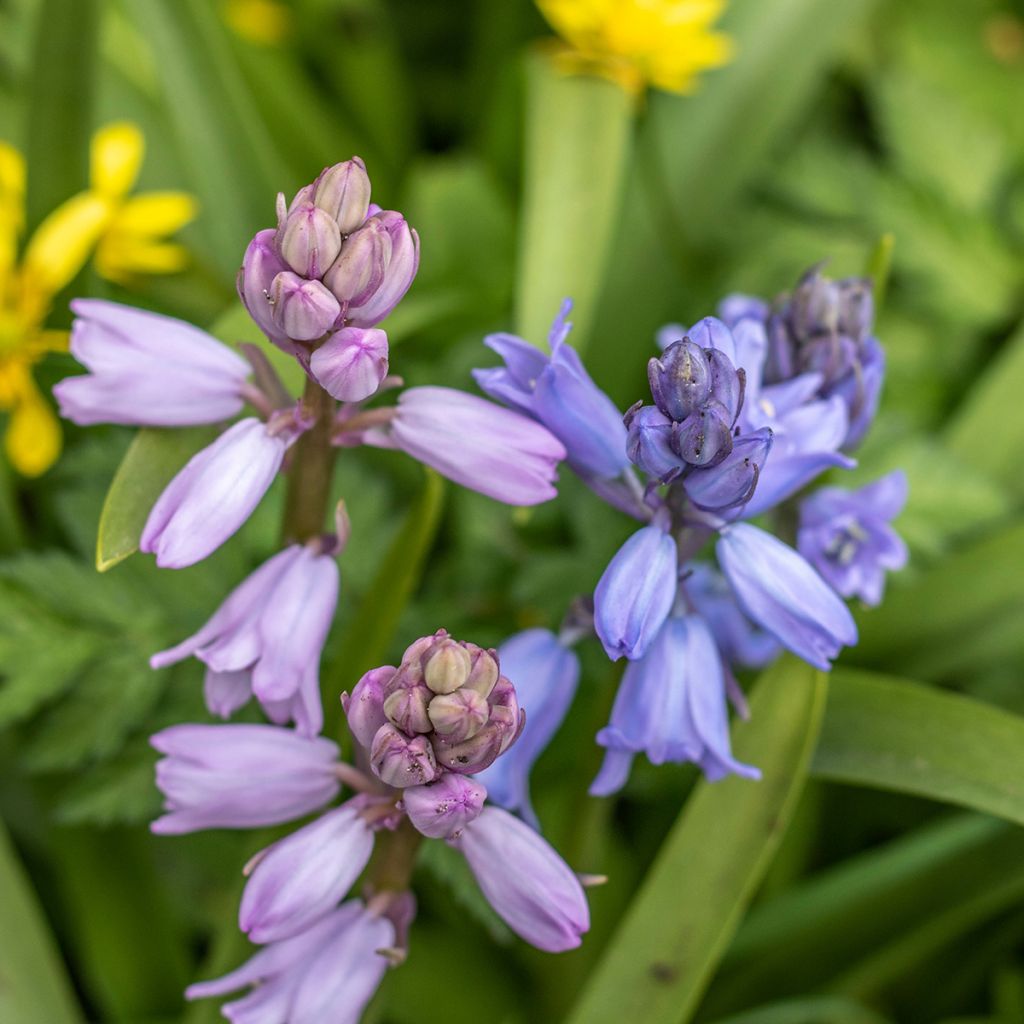 Hyacinthoides hispanica Mix - Spanische Hasenglöckchen