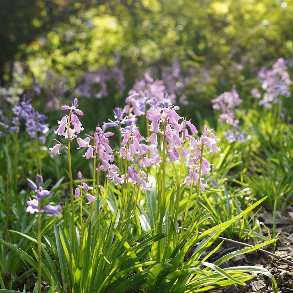 Hyacinthoides hispanica Mix - Spanische Hasenglöckchen