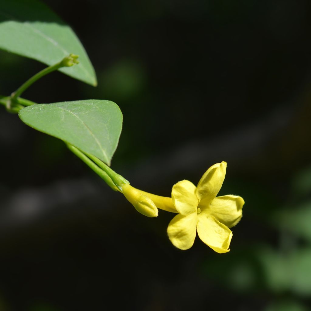 Jasmin - Jasminum humile Revolutum