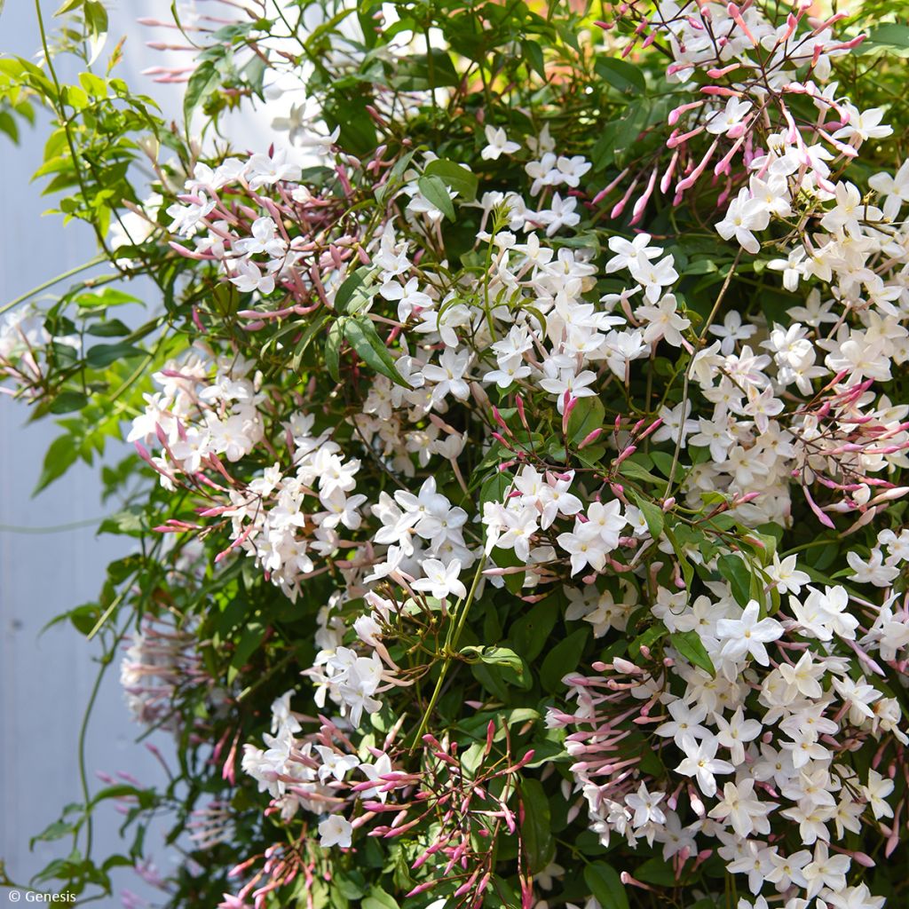 Jasminum Starry Night - Jasmin