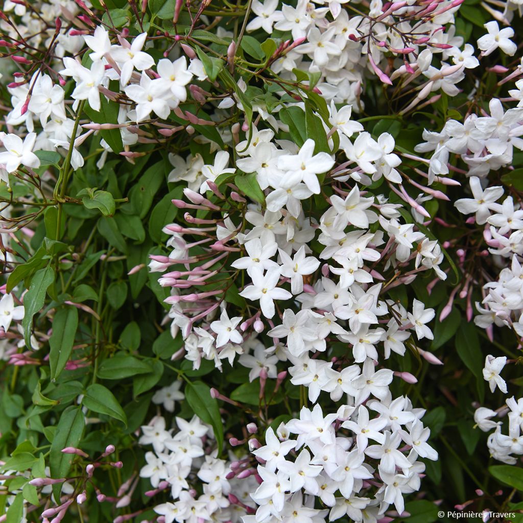 Jasminum Starry Night - Jasmin