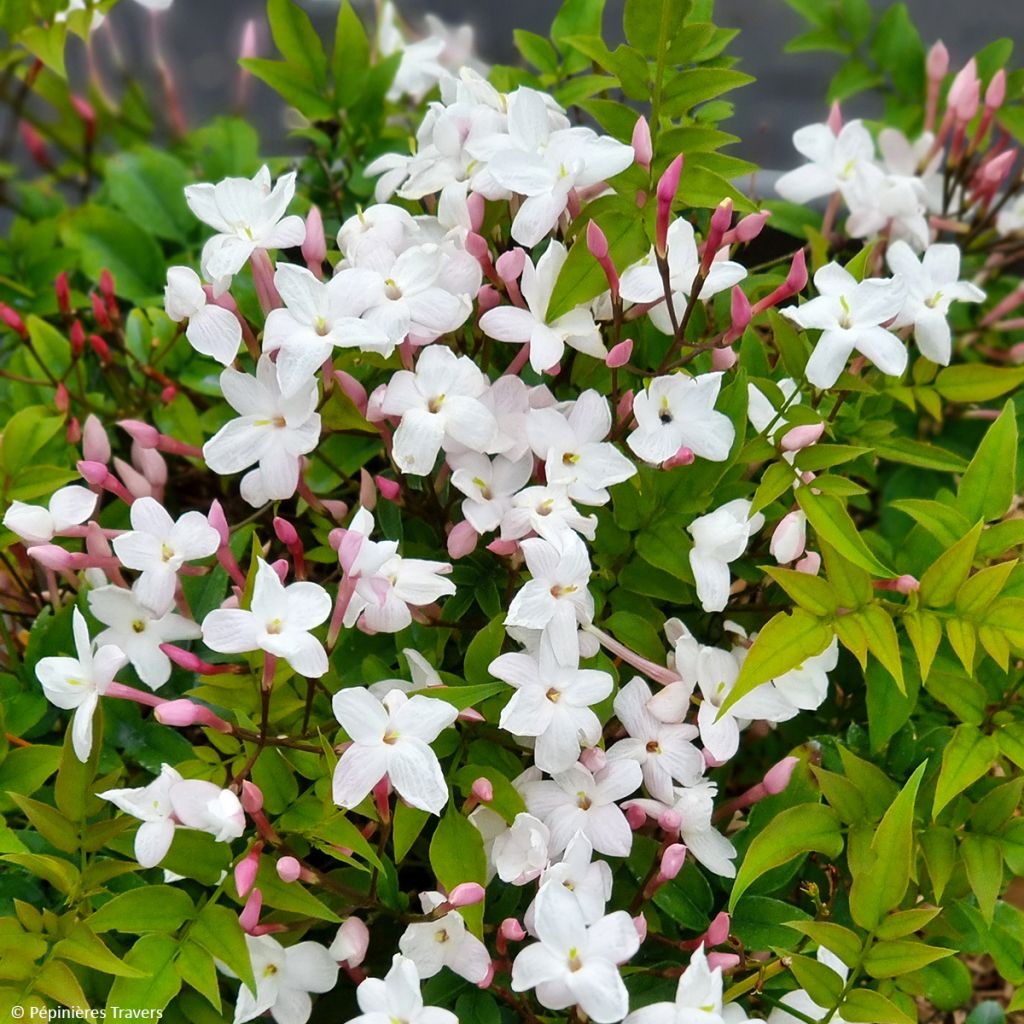 Jasminum Starry Night - Jasmin