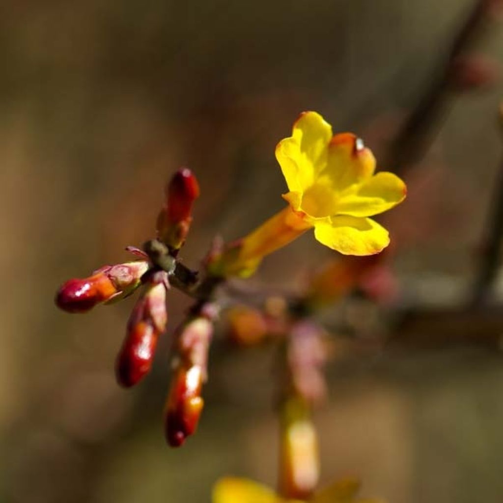 Jasminum nudiflorum - Winter-Jasmin