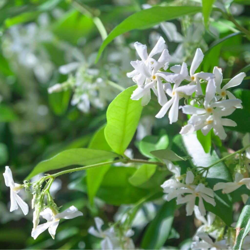 Sternjasmin - Trachelospermum jasminoides