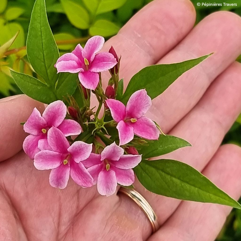 Jasminum stephanense Starry Summer Scent - Jasmin