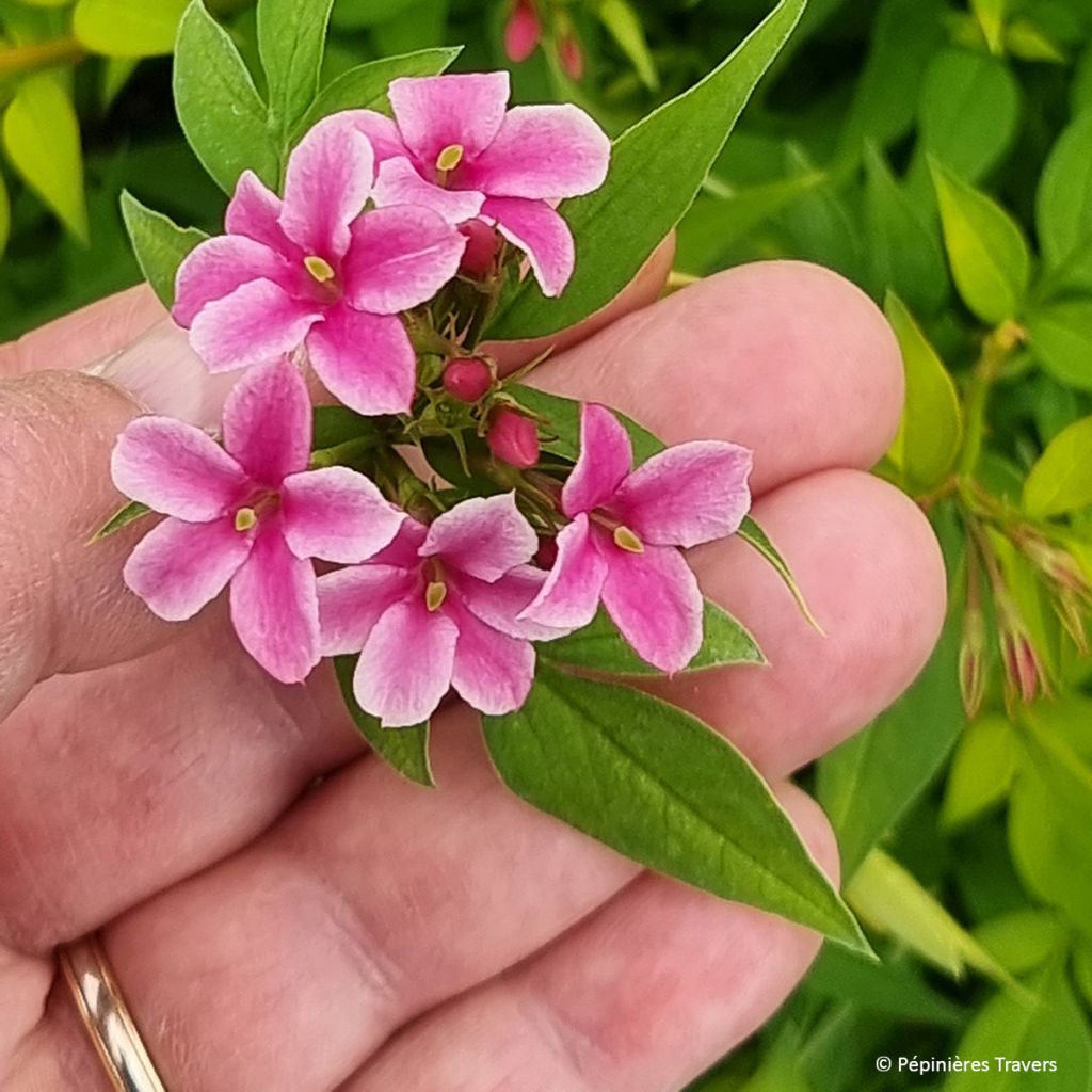 Jasminum stephanense Starry Summer Scent - Jasmin