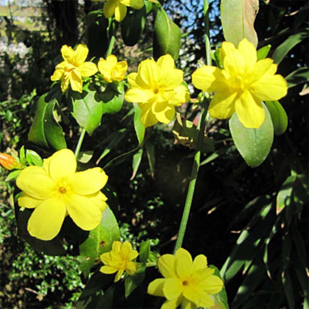 Jasminum mesnyi - Primel-Jasmin