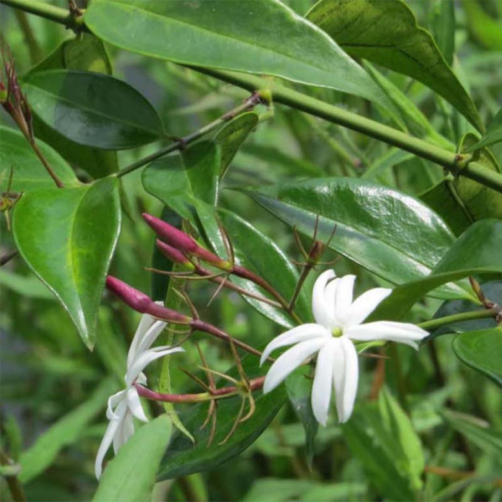 Jasmin - Jasminum multipartitum