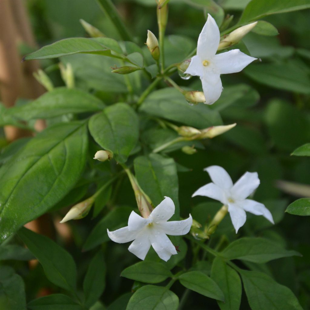 Jasminum officinale - Echte Jasmin