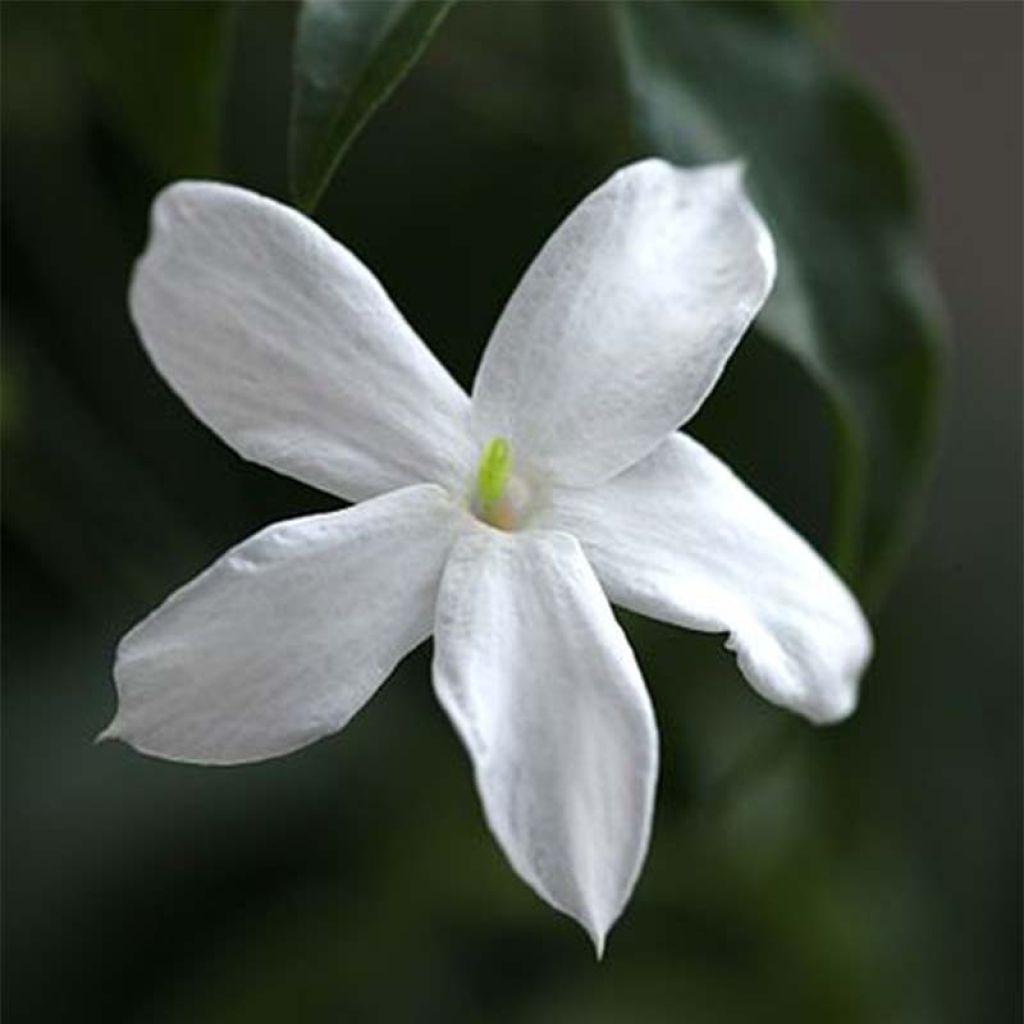 Jasminum officinale - Echte Jasmin