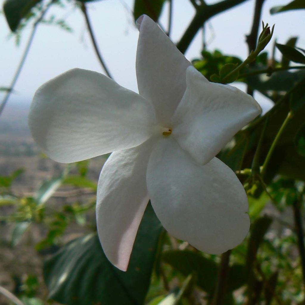 Jasminum officinale - Echte Jasmin