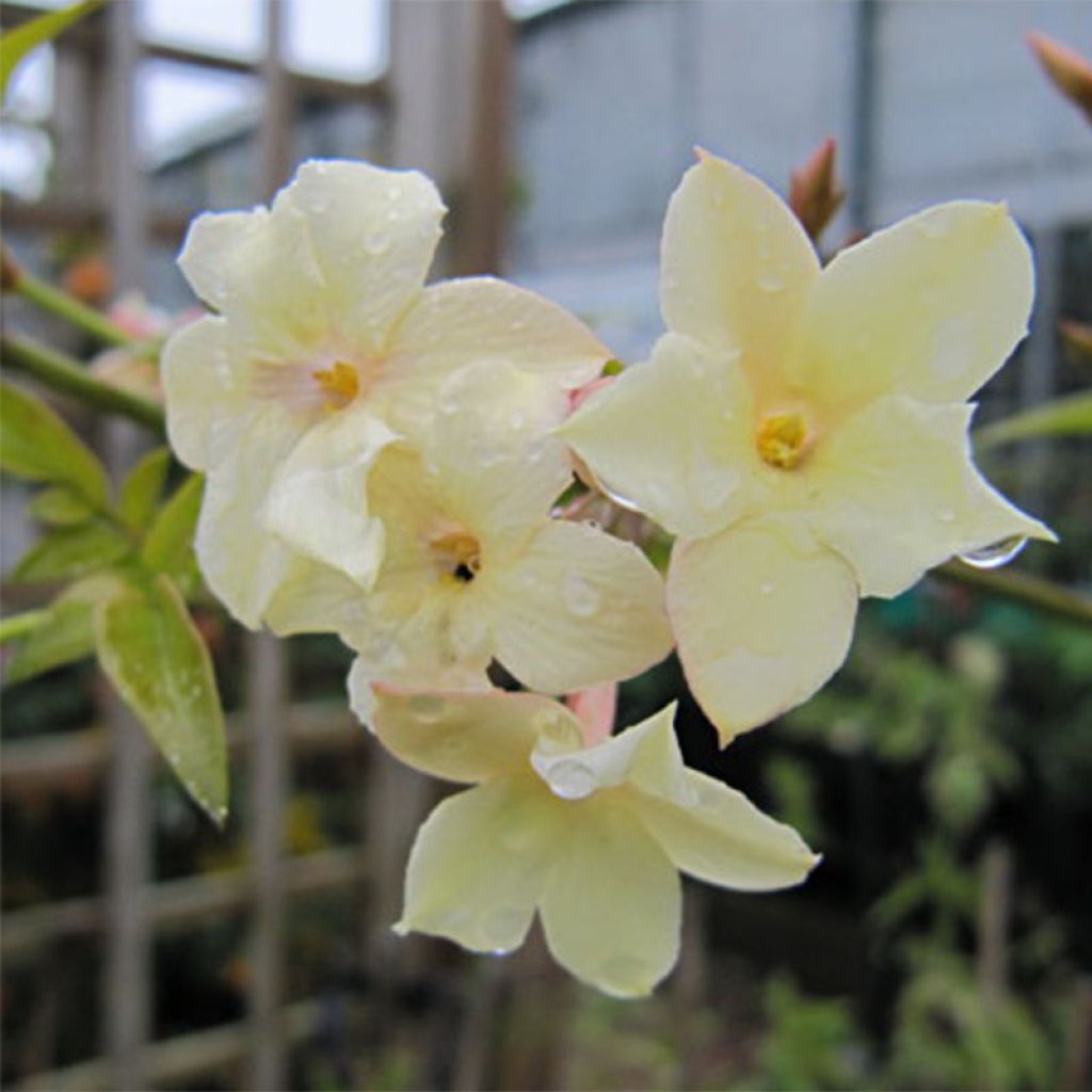 Jasminum officinale Clotted Cream - Echte Jasmin