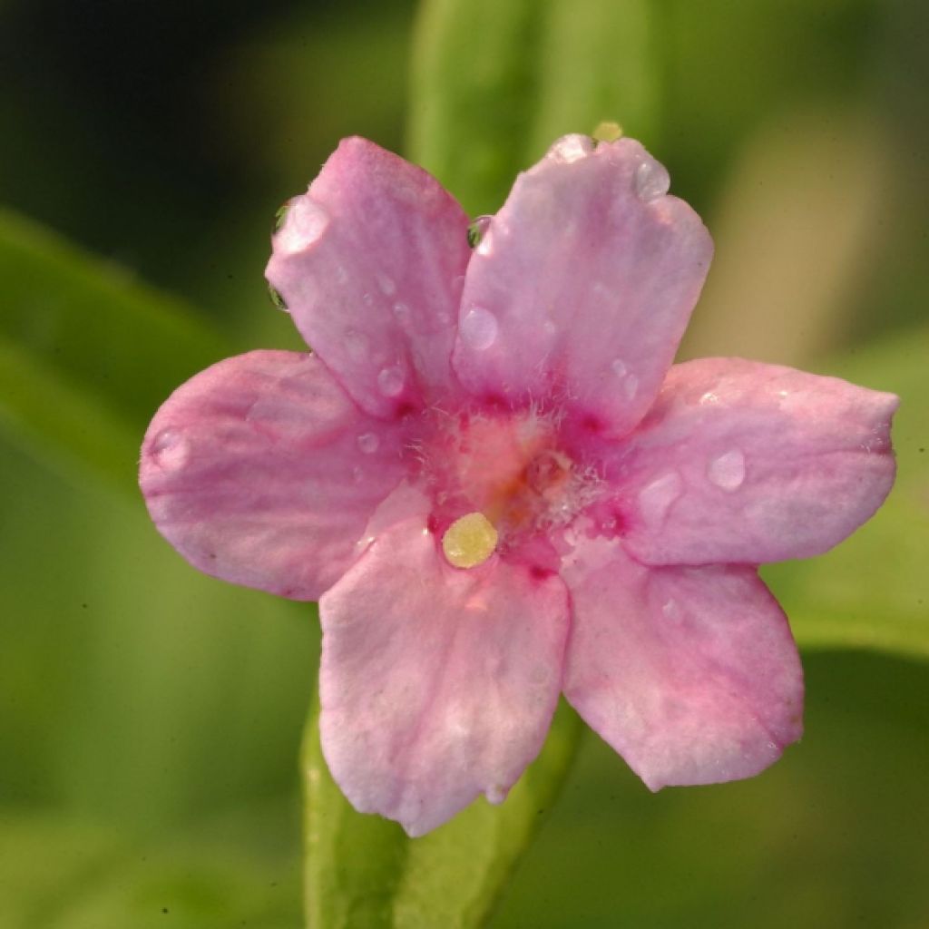 Jasminum stephanense - Rosa Jasmin