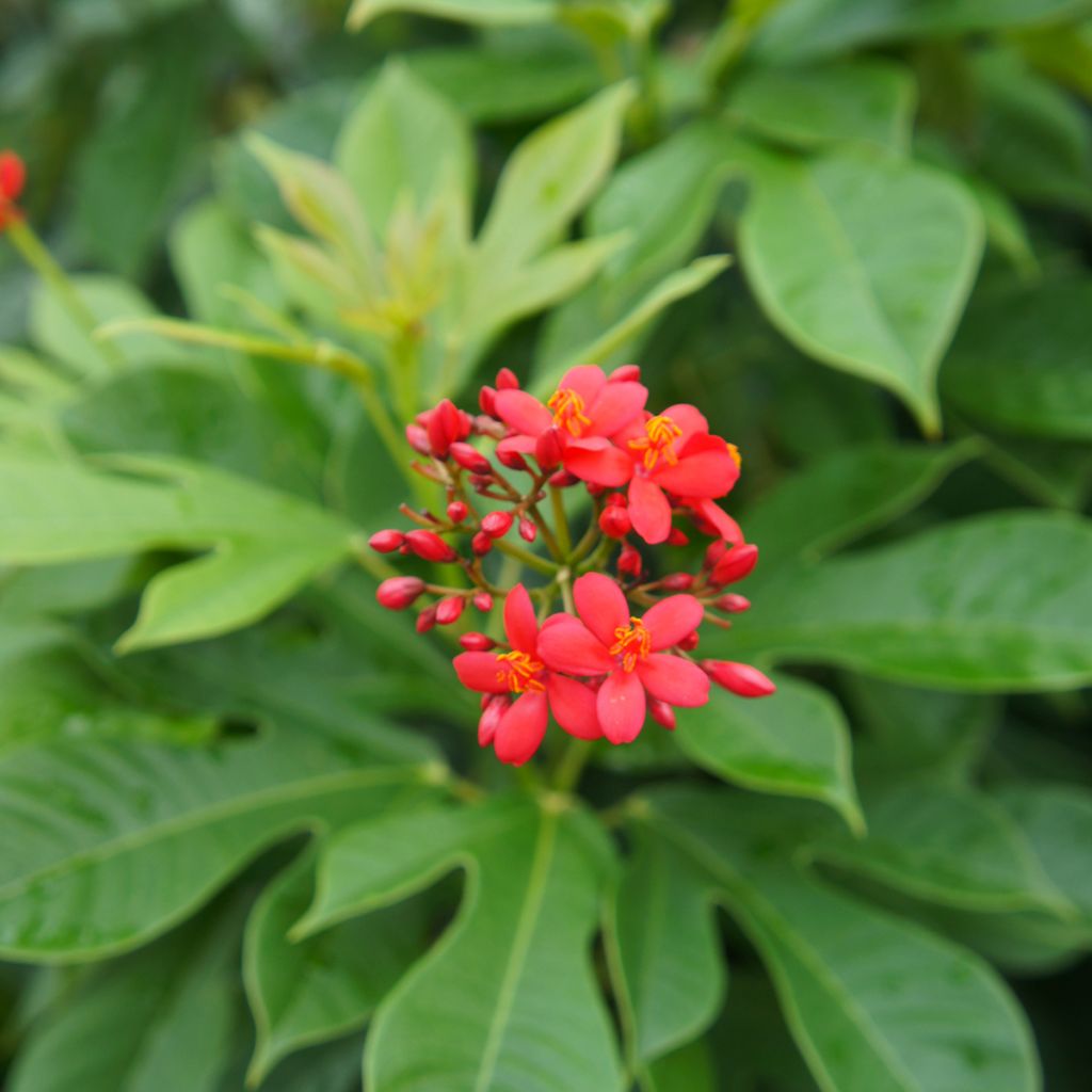 Jatropha integerrima - Jatropha fleur