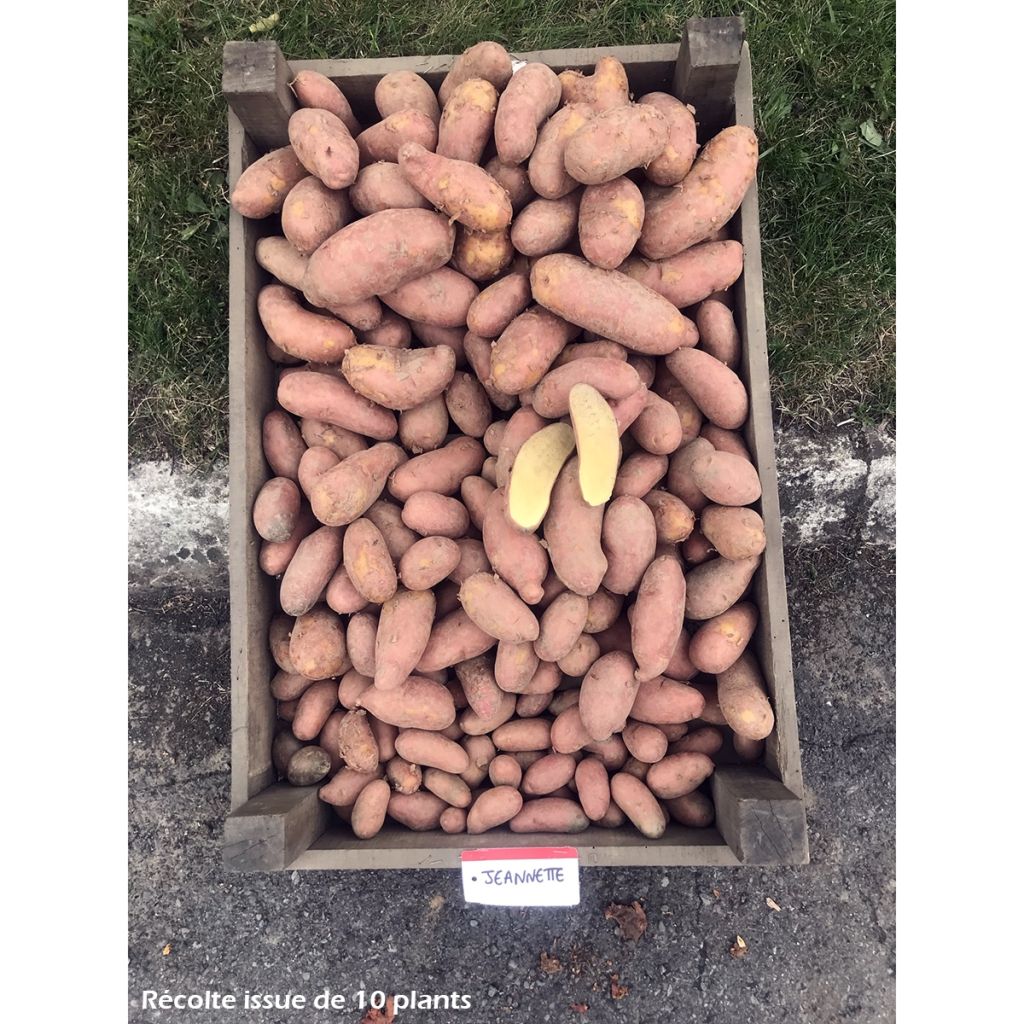 Pommes de terre Jeannette - Solanum tuberosum